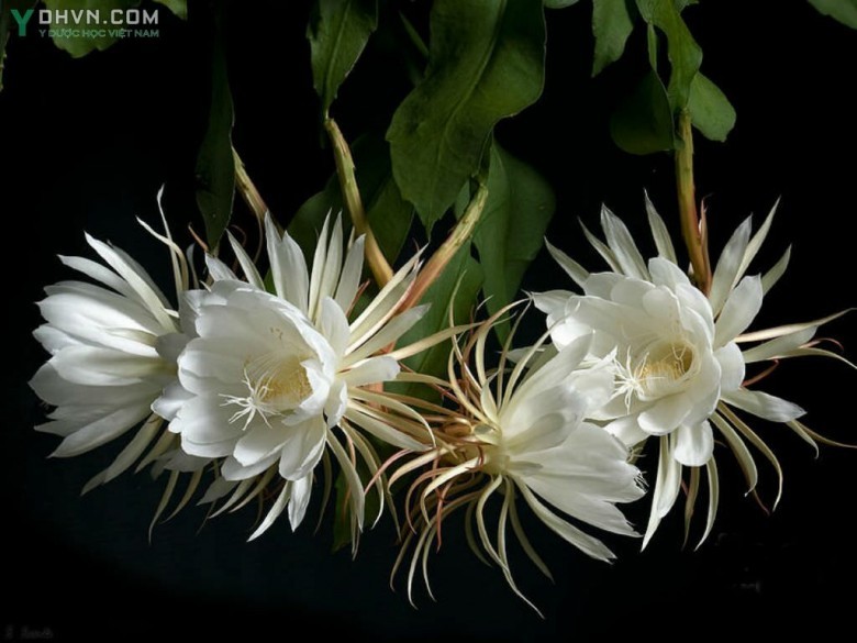 Cây Quỳnh. Epiphyllum oxypetalum - Cây Thuốc Nam Quanh Ta